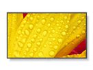 NEC 43" LCD Display (WCG) - UHD, 24/7, 500cd/m2
